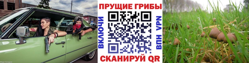 хочу наркоту  Губкин  Галлюциногенные грибы ЛСД 